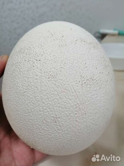 Скорлупа страусинного яйца