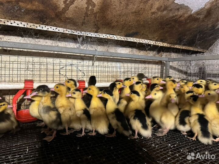 Утки гуси мулард