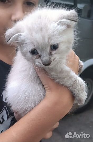Котята. Девчонки пушистики. Дагестан. Регионы