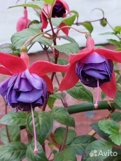 Черенки фуксии