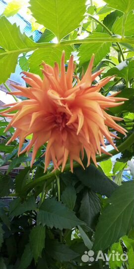 Георгина. Монарда. Ирисы