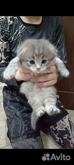 Вислоухие котята