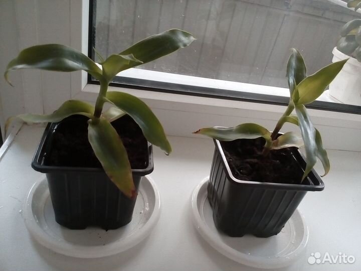 Растение золотой ус или каллизия душистая