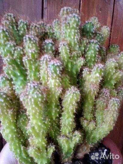 Кактус цериус