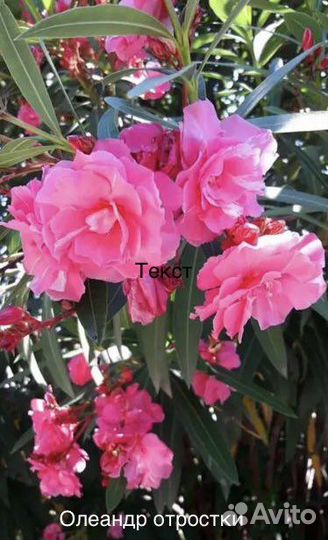 Цветы комнатные