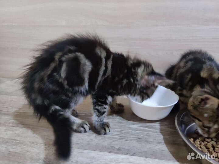 Котята бесплатно