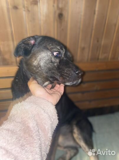 Собака в добрые руки