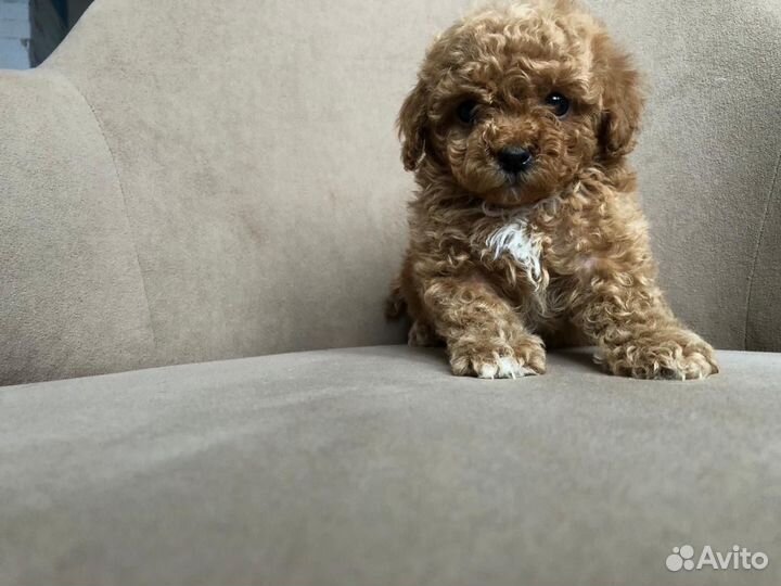 Девочка мальтипу мини