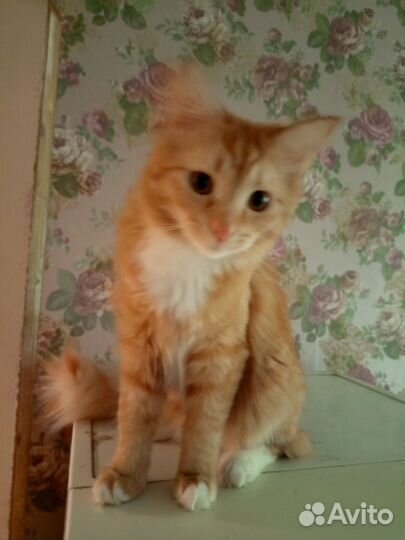 Подросток котик