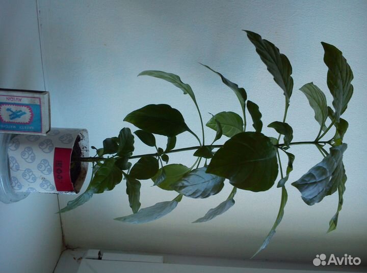 Кроссандра