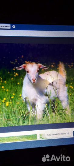 Продаю козлят