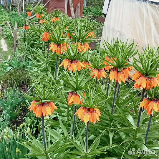 Рябчик императорский многолетник, цвет оранжевый