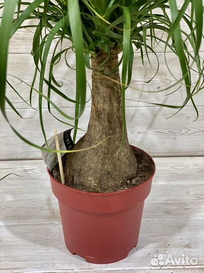 Нолина бокарнея