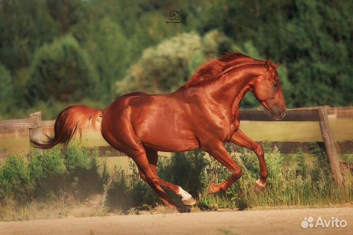 Жеребцы в спорт 2019г.р и 2018