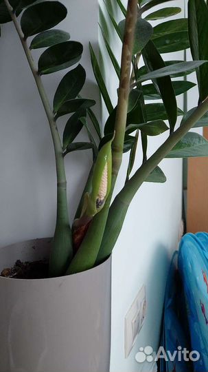 Замиокулькас