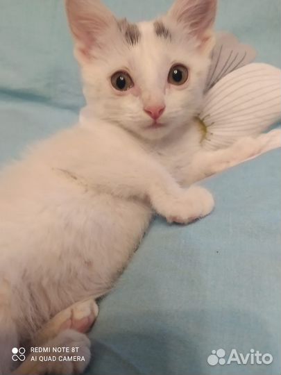 Белочка, нежная, как облачко, котенок в дар