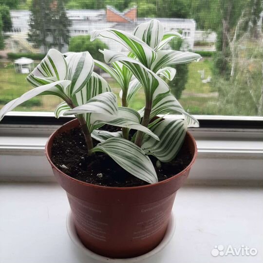 Традесканция