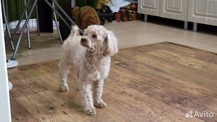 Собака мальтипу 6 мес девочка