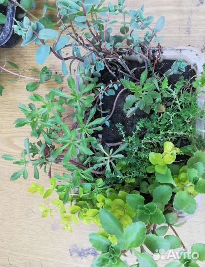 Набор почвапокровников