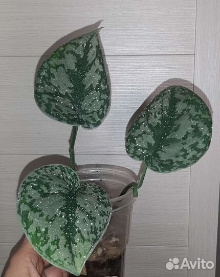 Эпипремнумы, сциндапсусы сортовые