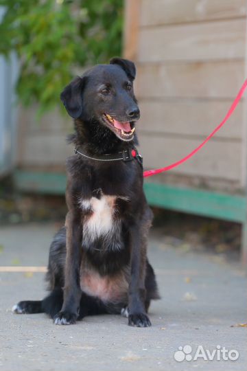 Нежный и трепетный цветочек