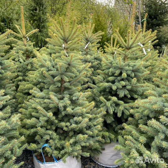 Ель глаука сизая, зелёная