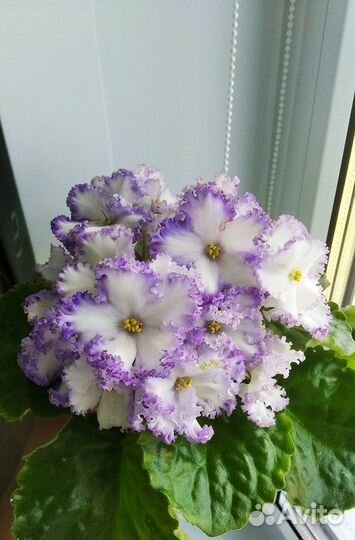 Детки фиалок