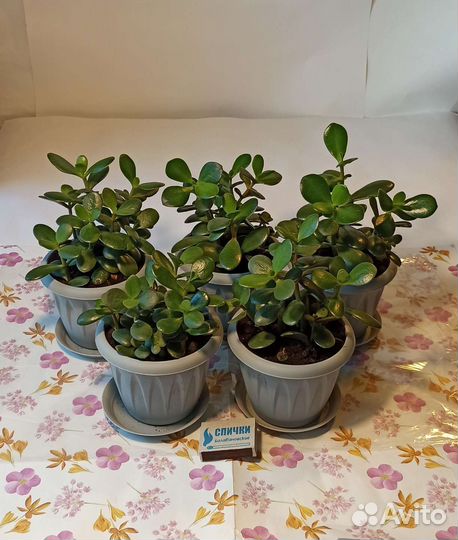 Денежное дерево, крассула, толстянка