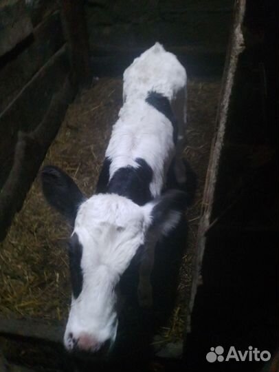 С /Х животные