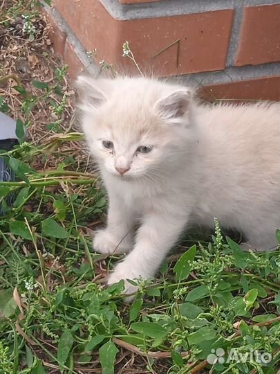 Котенок в добрые руки