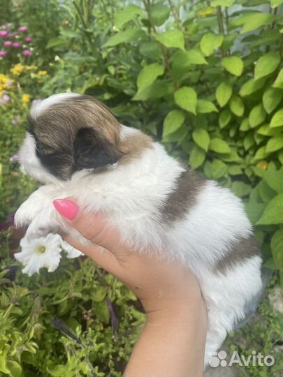 Щенки пекинеса