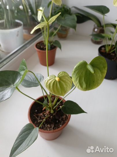 Антуриум Андре Ванилла