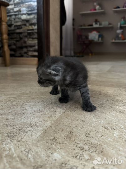 Котята в добрые руки даром девочка
