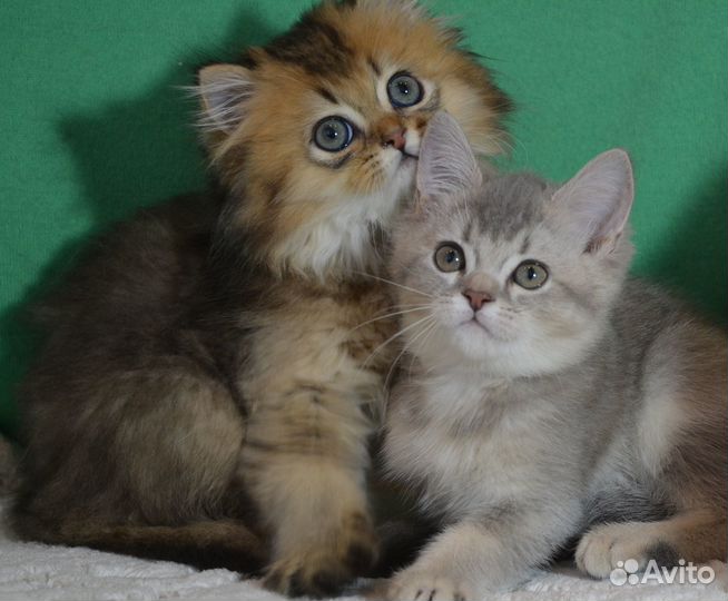 Британцы. Золотой, лиловый