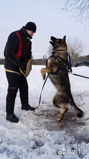 Передержка, дрессировка с передержкой