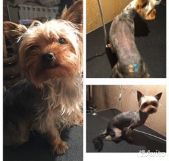 Груминг. Стрижка собак и кошек