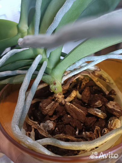 Фаленопсис Ravello