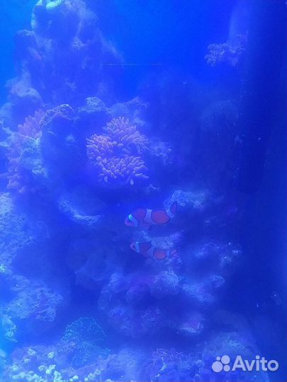 Актиния квадриколор