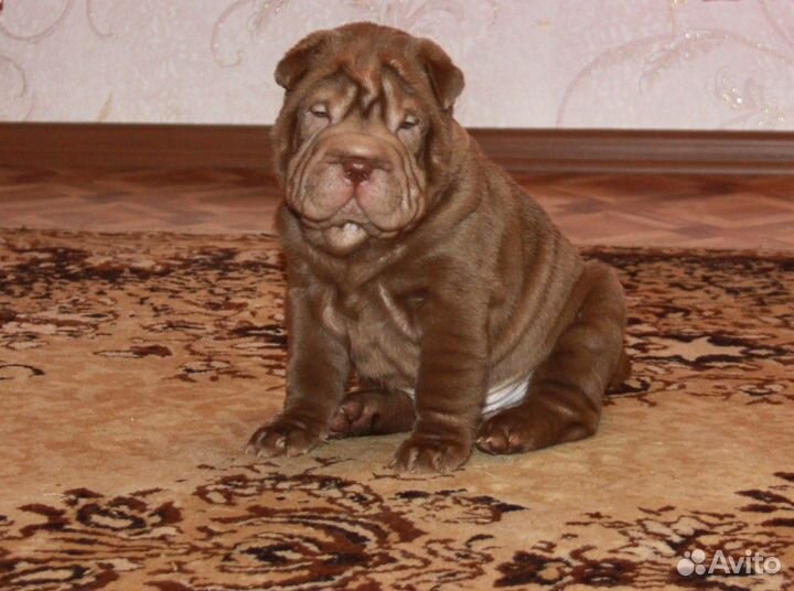 Шарпей, Ваш Друг и Компаньон