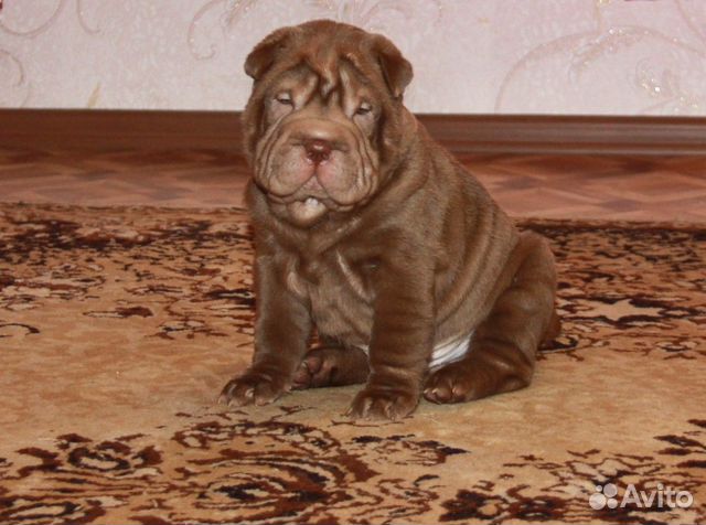 Шарпей, Ваш Друг и Компаньон