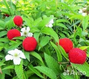 Тибетская малина