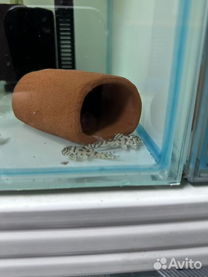 Сом L236 sw 4см