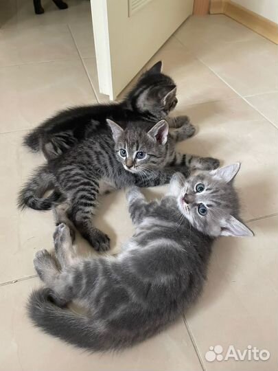 Британские котята бесплатно