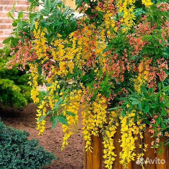 Редкость для сада-лабурноцитисус Адама