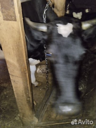 Продам коров