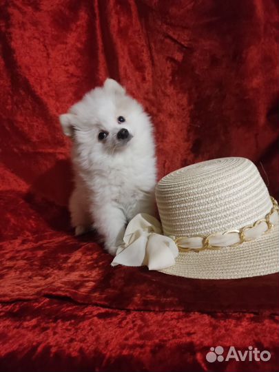 Померанский шпиц