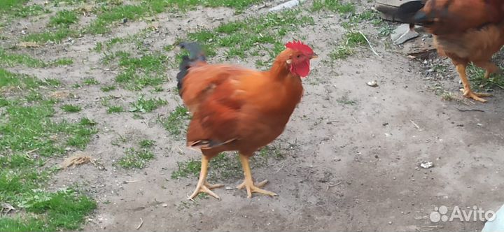 Молодые петушки Кучинская Юбилейная