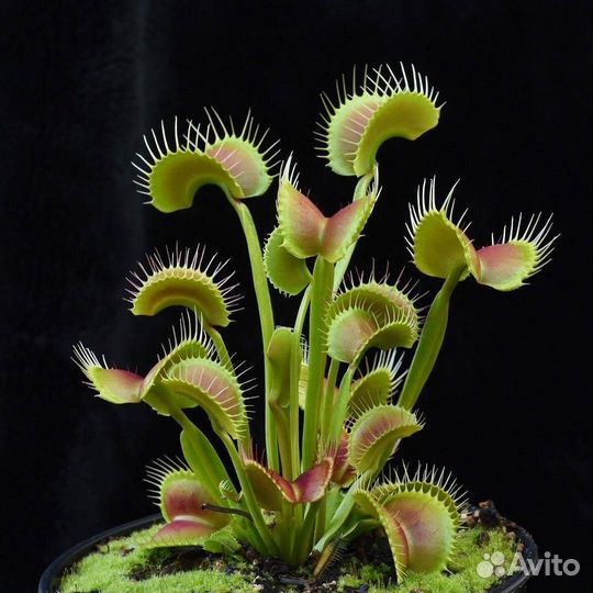 Drosera dionaea nepenthes семена