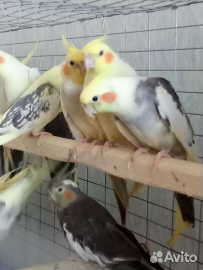 Попугай корелла, волнистые, Неразлчник, какарики