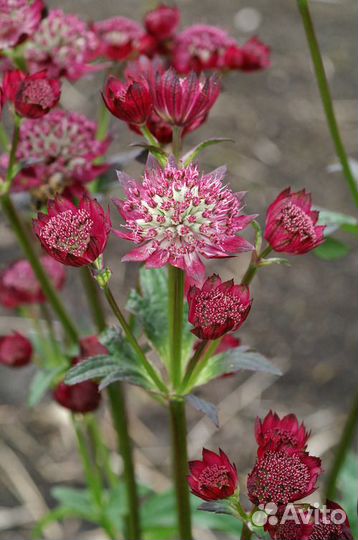 Астранция большая Ruby Cloud Саженцы, Рассада